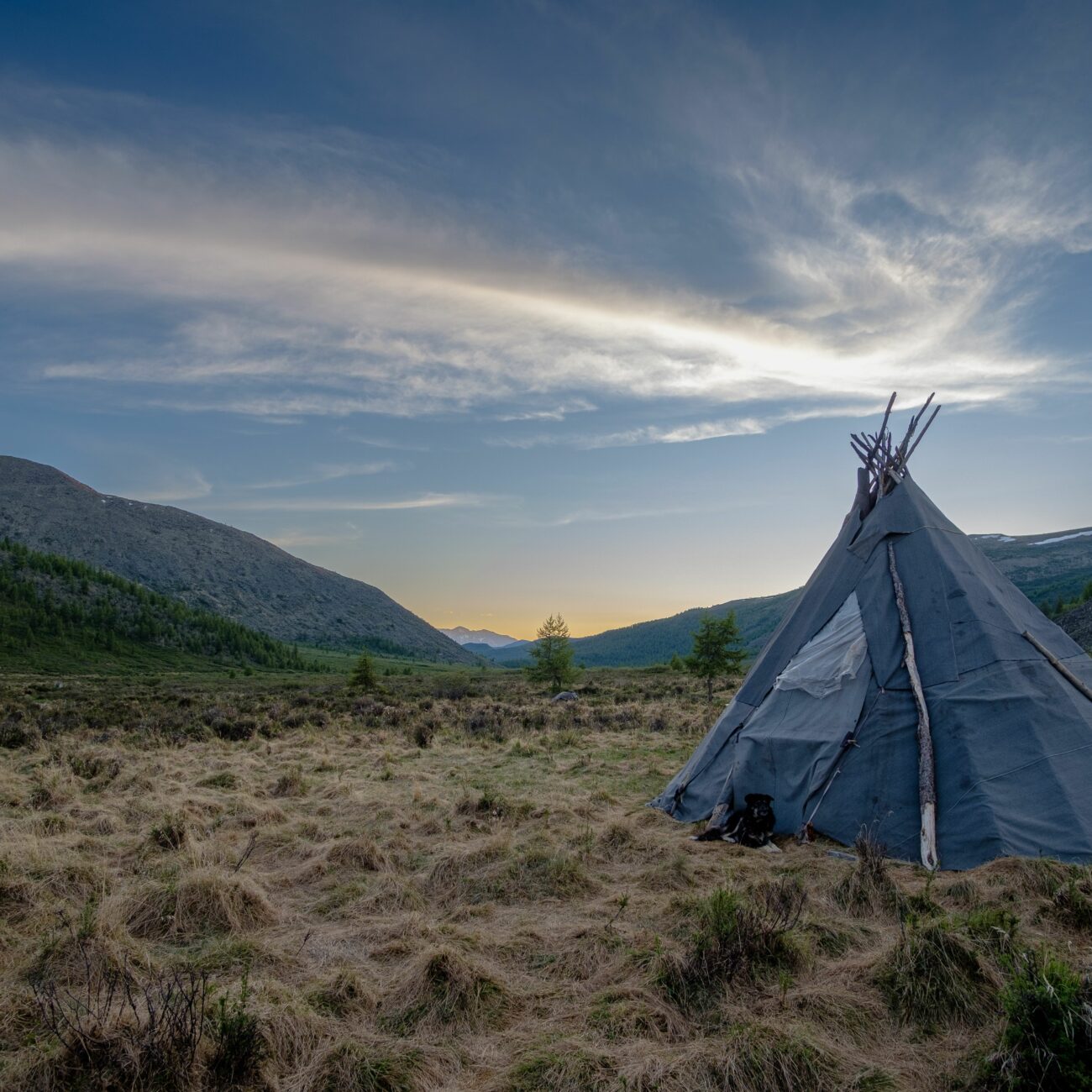 A blue nomadic tribe teepee on a rural field in Mongolia