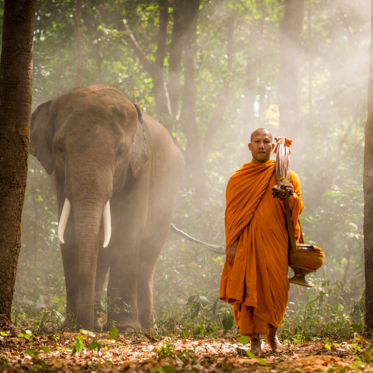 Elephant and Buddist monch in asian countryside in Thailand - Thai elephant in Surin region