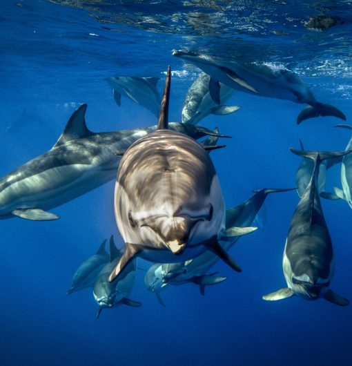 A majestic pod of dolphins gliding through the deep blue sea