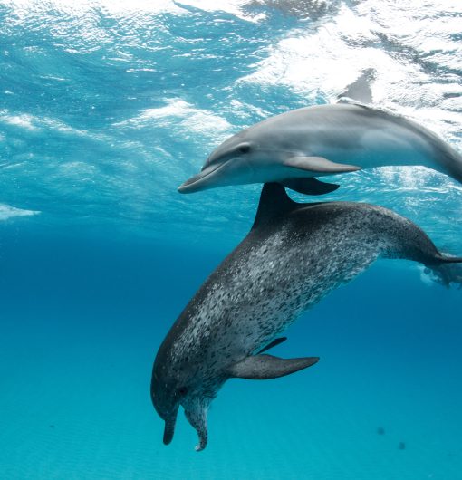 Atlantic spotted dolphin (Stenella frontalis), swimming underwater, close-up, Bahamas