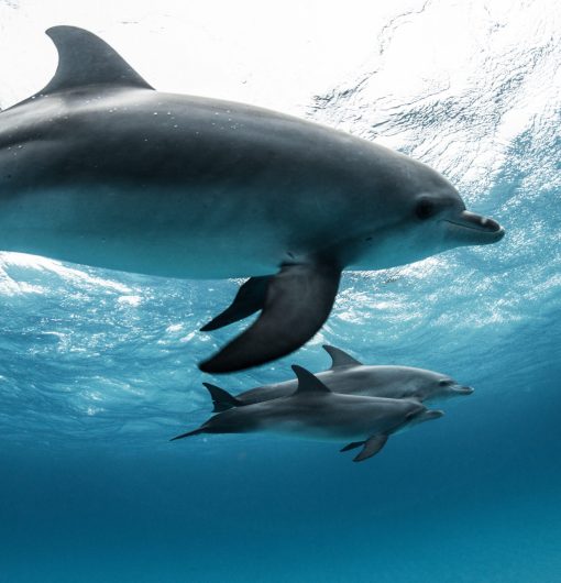 Atlantic spotted dolphin (Stenella frontalis), swimming underwater, close-up, Bahamas