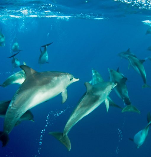 Dolphins swimming underwater