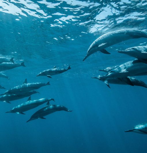 dolphins-swimming-underwater-in-ocean-2023-11-27-04-59-47-utc