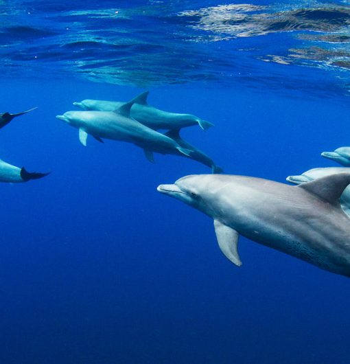 dolphins-swimming-underwater-in-ocean-2023-11-27-05-34-01-utc