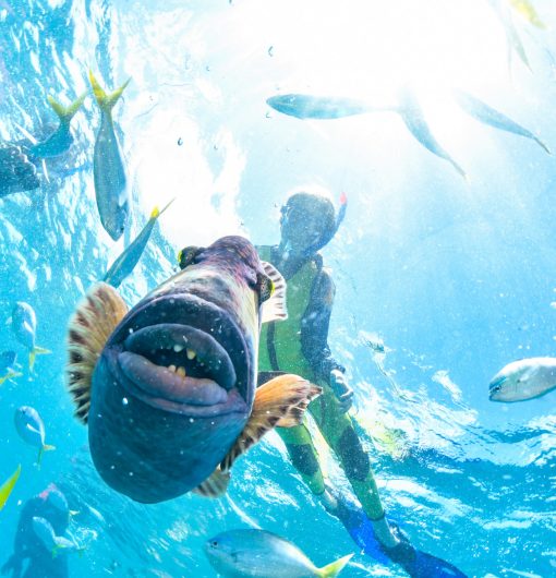 kid snorkeling in australia with a trigger fish