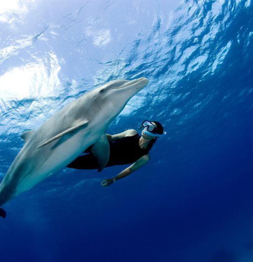 Snorkeler with dolphin.